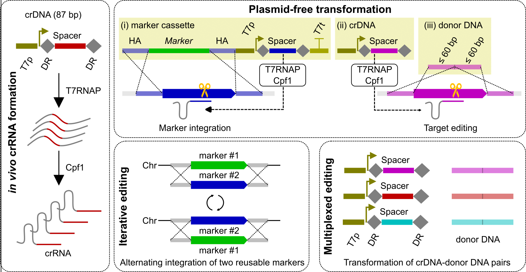 Graph abstract_152.400_78.800mm_300 dpi.png